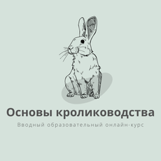 stepik.org