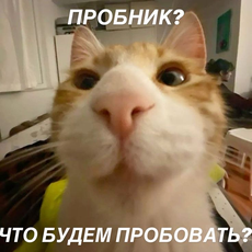 Обложка курса «Пробник русский язык » на Stepik