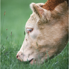 Обложка курса «Сельское хозяйство в условиях радионуклидного загрязнения» на Stepik