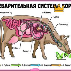 Обложка курса «Диагностика пищеварительной системы» на Stepik