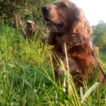 Даниил Евсеев