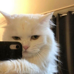 Аватар Nikolai Voltov