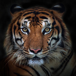 Yellow Tiger