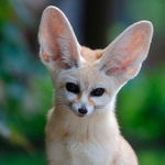 Георгий Попов