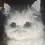 Кот Белый