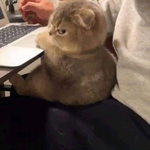 Никита