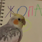 Никита Козлов