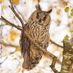 Аватар Hovo Torosyan