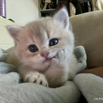Пирожок С Котятами