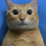 Cat Nonsense