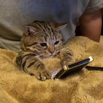 Родалексий Петрученя